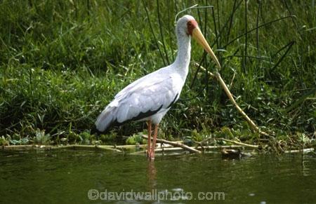 bird;birds;africa;african;animal;animals;feather;feathers;east-africa;nature;wild;wildlife;safari;safaris;game-viewing;Mycteria-ibis;Nimmersat;yellow_billed;yellow-billed;bill;channel;channels;