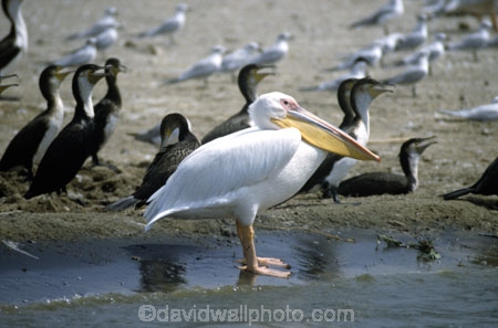 bird;birds;africa;african;animal;animals;feather;feathers;east-africa;nature;wild;wildlife;safari;safaris;game-viewing;ugly;unusual;huge;bill;Pelecanus-onocrotalus;witpelikaan;kazinga-channel