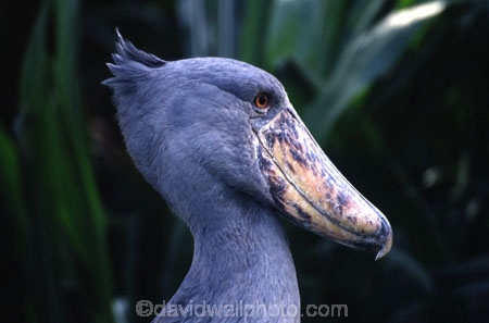 bird;birds;africa;african;animal;animals;feather;feathers;east-africa;nature;wild;wildlife;safari;safaris;game-viewing;ugly;unusual;huge;bill;Balaeniceps-rex;skoenbekooievaar;shoebills;shoe_bill;shoe_bills;stork;storks