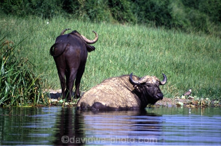 africa;african;animal;animals;east-africa;wildlife;wild;game-park;game-parks;safari;safaris;game-viewing;buffalos;bufalo;water-buffalo;horns;cape-buffalo;Syncerus-caffer