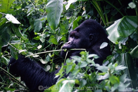 africa;african;animal;animals;wildlife;central-africa;great-lakes-region;jungle;endangered;threatened-with-extinction;safari;safaris;game-viewing-male;leader;dominant;rainforest;mountain;gorillas;ape;apes;primate;primates;wild;gorilla-gorilla-beringei;silver-back;threatened;endangered-with-extinction
