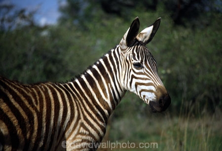 east-africa;africa;african;animal;animals;mammal;wild;wildlife;zoology;plain;plains;savannah;savanna;savanah;savana;grasslands;game-park;game-parks;stripes;black-and-white;stripe;striped;zebras;Equus-burchelli;safari;safaris;game-viewing