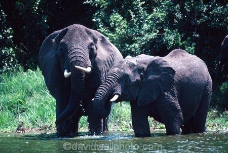 africa;african;animal;animals;elephant;elephants;african-elephant;african-elephants;jumbo;pachyderm;pachyderms;wildlife;wild;mammal;mammals;large;big;enormous;trunk;trunks;Loxodonta-africana;Ivory;tusk;tusks;game-park;game-parks;safari;safaris;game-viewing;threatened;endangered;nose;noses;national-park;national-parks;ear;ears;skin;herbivore;herbivores;Drinking;drink;drinks;Queen-Elizabeth-National-Park;Uganda;uagandan;queen-elizabeth-NP;Kazinga-Chanel;kazinga;east-africa;thirst;thirsty