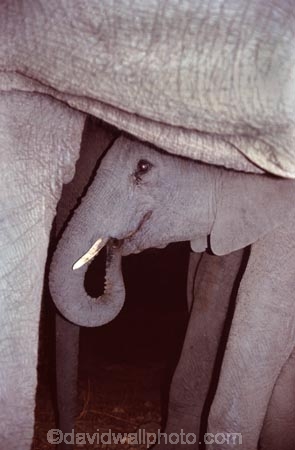 africa;african;animal;animals;elephant;elephants;african-elephant;african-elephants;jumbo;pachyderm;pachyderms;wildlife;wild;mammal;mammals;large;big;enormous;trunk;trunks;Loxodonta-africana;Ivory;tusk;tusks;game-park;game-parks;safari;safaris;game-viewing;threatened;endangered;nose;noses;national-park;national-parks;ear;ears;skin;herbivore;herbivores