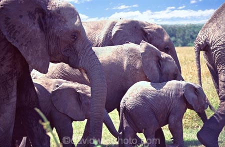 africa;african;animal;animals;elephant;elephants;african-elephant;african-elephants;jumbo;pachyderm;pachyderms;wildlife;wild;mammal;mammals;large;big;enormous;trunk;trunks;Loxodonta-africana;Ivory;tusk;tusks;game-park;game-parks;safari;safaris;game-viewing;threatened;endangered;nose;noses;national-park;national-parks;ear;ears;skin;herbivore;herbivores;reserve;reserves;Masai-Mara;masai;maasai;masai-mara-National-Reserve;Kenya;kenyan;east-aftica;mother;mothers;mom;mum;nursery;calf;calves;baby;babies;family;families;protection;group;herd;herds