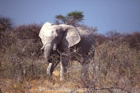 africa;african;animal;animals;elephant;elephants;african-elephant;african-elephants;jumbo;pachyderm;pachyderms;wildlife;wild;mammal;mammals;large;big;enormous;trunk;trunks;Loxodonta-africana;Ivory;tusk;tusks;game-park;game-parks;safari;safaris;game-viewing;threatened;endangered;nose;noses;national-park;national-parks;ear;ears;skin;herbivore;herbivores;Etosha-Pan-National-Park;etosha-np;etosha;etosha-national-park;Namibia;namibian;south-west-africa;dry;dusty;dust;arid;hot