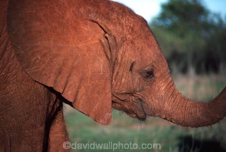 africa;african;animal;animals;elephant;elephants;african-elephant;african-elephants;jumbo;pachyderm;pachyderms;wildlife;wild;mammal;mammals;large;big;enormous;trunk;trunks;Loxodonta-africana;Ivory;tusk;tusks;game-park;game-parks;safari;safaris;game-viewing;threatened;endangered;nose;noses;national-park;national-parks;ear;ears;skin;herbivore;herbivores;baby-babies;calf;calves;Orphaned-Baby-Elephant;orphan;orphans;Nairobi-National-Park;nairobi-NP;Kenya;kenyan;poaching;poachers
