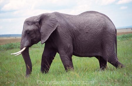 africa;african;animal;animals;elephant;elephants;african-elephant;african-elephants;jumbo;pachyderm;pachyderms;wildlife;wild;mammal;mammals;large;big;enormous;trunk;trunks;Loxodonta-africana;Ivory;tusk;tusks;game-park;game-parks;safari;safaris;game-viewing;threatened;endangered;nose;noses;national-park;national-parks;ear;ears;skin;herbivore;herbivores;reserve;reserves;Masai-Mara;masai;maasai;masai-mara-National-Reserve;Kenya;kenyan;grassland;grasslands;savanna;savannah;savana;savanah