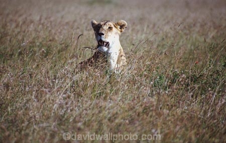 east-africa;africa;african;animal;animals;mammal;mammals;wild;wildlife;zoology;plain;plains;savannah;savanna;savanah;savana;grassland;grasslands;game-park;game-parks;cat;cats;feline;felines;predator;predators;carnivore;carnivores;lions;lion;Panthera-leo;safari;safaris;game-viewing;rift-valley;masai-mara-national-reserve;masai-mara;maasai;maasai-mara;kenya;kenyan;reserve;reserves;lioness;lionesses;females;hidden;hide;camouflage;camouflaged;hunt;hunting;hunter;hunters