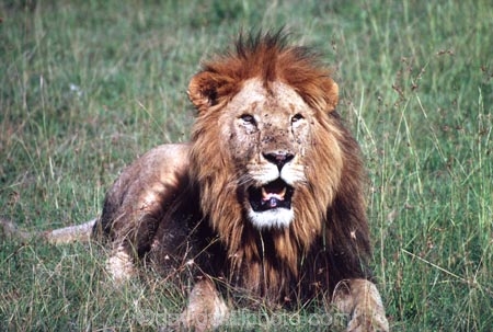 east-africa;africa;african;animal;animals;mammal;mammals;wild;wildlife;zoology;plain;plains;savannah;savanna;savanah;savana;grassland;grasslands;game-park;game-parks;cat;cats;feline;felines;predator;predators;carnivore;carnivores;lions;lion;Panthera-leo;pride-leader;dominant;safari;safaris;game-viewing;rift-valley;masai-mara-national-reserve;masai-mara;maasai;maasai-mara;kenya;kenyan;reserve;reserves;male;males;mane;manes;portrait;face