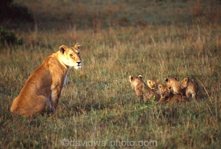 east-africa;africa;african;animal;animals;mammal;mammals;wild;wildlife;zoology;plain;plains;savannah;savanna;savanah;savana;grassland;grasslands;game-park;game-parks;cat;cats;feline;felines;predator;predators;carnivore;carnivores;lions;lion;Panthera-leo;pride-leader;dominant;safari;safaris;game-viewing;rift-valley;masai-mara-national-reserve;masai-mara;maasai;maasai-mara;kenya;kenyan;reserve;reserves;female;females;lioness;lionesses;mother;mothers;mom;mum;cub;cubs;protect;babies;baby