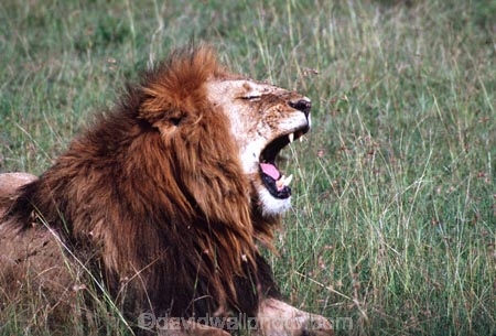 east-africa;africa;african;animal;animals;mammal;mammals;wild;wildlife;zoology;plain;plains;savannah;savanna;savanah;savana;grassland;grasslands;game-park;game-parks;cat;cats;feline;felines;predator;predators;carnivore;carnivores;lions;lion;Panthera-leo;pride-leader;dominant;roar;yawn;yawning;teeth;canines;bite;hungry;hunger;lazy;laziness;roaring;sleepy;tired;sleepiness;mouth;mouths;yell;yelling;shout;shouts;shouting;yells;safari;safaris;game-viewing;rift-valley;masai-mara-national-reserve;masai-mara;maasai;maasai-mara;kenya;kenyan;reserve;reserves;male;males;mane;manes