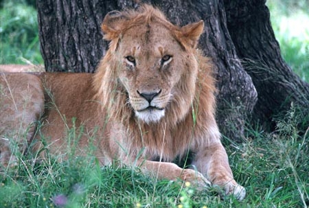 east-africa;africa;african;animal;animals;mammal;mammals;wild;wildlife;zoology;plain;plains;savannah;savanna;savanah;savana;grassland;grasslands;game-park;game-parks;cat;cats;feline;felines;predator;predators;carnivore;carnivores;lions;lion;Panthera-leo;pride-leader;dominant;safari;safaris;game-viewing;rift-valley;masai-mara-national-reserve;masai-mara;maasai;maasai-mara;kenya;kenyan;reserve;reserves;male;males;mane;manes;rest;resting;young