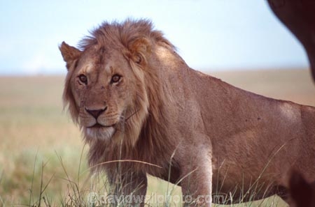 east-africa;africa;african;animal;animals;mammal;mammals;wild;wildlife;zoology;plain;plains;savannah;savanna;savanah;savana;grassland;grasslands;game-park;game-parks;cat;cats;feline;felines;predator;predators;carnivore;carnivores;lions;lion;Panthera-leo;pride-leader;dominant;safari;safaris;game-viewing;rift-valley;masai-mara-national-reserve;masai-mara;maasai;maasai-mara;kenya;kenyan;reserve;reserves;male;males;mane;manes;young