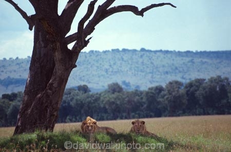 east-africa;africa;african;animal;animals;mammal;mammals;wild;wildlife;zoology;plain;plains;savannah;savanna;savanah;savana;grassland;grasslands;game-park;game-parks;cat;cats;feline;felines;predator;predators;carnivore;carnivores;lions;lion;Panthera-leo;pride-leader;dominant;safari;safaris;game-viewing;rift-valley;masai-mara-national-reserve;masai-mara;maasai;maasai-mara;kenya;kenyan;reserve;reserves;tree;rest;resting;male;males;two;pair;brother;brothers;danger;hunters;hide;hidden;hunt