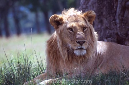 east-africa;africa;african;animal;animals;mammal;mammals;wild;wildlife;zoology;plain;plains;savannah;savanna;savanah;savana;grassland;grasslands;game-park;game-parks;cat;cats;feline;felines;predator;predators;carnivore;carnivores;lions;lion;Panthera-leo;pride-leader;dominant;safari;safaris;game-viewing;rift-valley;masai-mara-national-reserve;masai-mara;maasai;maasai-mara;kenya;kenyan;reserve;reserves;male;males;mane;manes;rest;resting;young