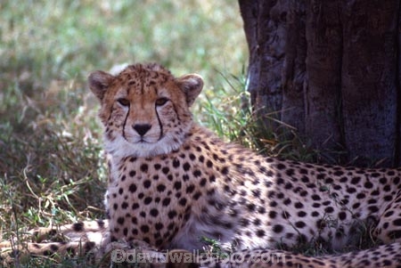 Acinonyx-jubatus;duma;felidae;acinonychinae;africa;african;animal;animals;cat;cats;cheetah;cheetahs;feline;felines;mammal;mammals;nature;predator;predators;hunt;hunter;spotted;spots;spot;fur;southern-africa;fast;fastest;wildlife;wild;zoology;safari;safaris;game-viewing;game-park;game-parks;national-park;national-parks;threatened;endangered;masai-mara-national-reserve;masai-mara;maasai-mara;maasai;masai;cub;cubs;young;rest;resting