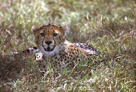Acinonyx-jubatus;duma;felidae;acinonychinae;africa;african;animal;animals;cat;cats;cheetah;cheetahs;feline;felines;mammal;mammals;nature;predator;predators;hunt;hunter;spotted;spots;spot;fur;southern-africa;fast;fastest;wildlife;wild;zoology;safari;safaris;game-viewing;game-park;game-parks;national-park;national-parks;threatened;endangered;masai-mara-national-reserve;masai-mara;maasai-mara;maasai;masai;cub;cubs;young;teeth;canines;canine