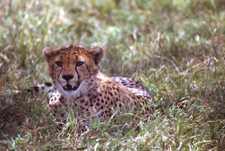 Acinonyx-jubatus;duma;felidae;acinonychinae;africa;african;animal;animals;cat;cats;cheetah;cheetahs;feline;felines;mammal;mammals;nature;predator;predators;hunt;hunter;spotted;spots;spot;fur;southern-africa;fast;fastest;wildlife;wild;zoology;safari;safaris;game-viewing;game-park;game-parks;national-park;national-parks;threatened;endangered;masai-mara-national-reserve;masai-mara;maasai-mara;maasai;masai;cub;cubs;young