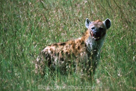 africa;african;animal;animals;mammal;mammals;nature;predator;predators;fur;east-africa;wildlife;wild;zoology;safari;safaris;game-viewing;game-park;game-parks;national-park;national-parks;carnivore;carnivores;omnivore;scavenger;scavengers;spotted-hyena;plain;crocuta-crocuta;erxleben;hyenas;tierwolf;plains;savannah;savanna;savanah;savana;grasslands;rift-valley;masai-mara-national-reserve;masai-mara;maasai-mara;masai;maasai;ugly;kill;eat;blood;hunt;hunter;hunters;hunts;hunting