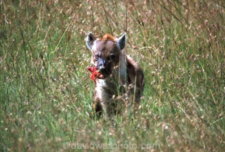 africa;african;animal;animals;mammal;mammals;nature;predator;predators;fur;east-africa;wildlife;wild;zoology;safari;safaris;game-viewing;game-park;game-parks;national-park;national-parks;carnivore;carnivores;omnivore;scavenger;scavengers;spotted-hyena;plain;crocuta-crocuta;erxleben;hyenas;tierwolf;plains;savannah;savanna;savanah;savana;grasslands;rift-valley;masai-mara-national-reserve;masai-mara;maasai-mara;masai;maasai;ugly;kill;eat;blood;hunt;hunter;hunters;hunts;hunting