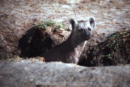 africa;african;animal;animals;mammal;mammals;nature;predator;predators;fur;east-africa;wildlife;wild;zoology;safari;safaris;game-viewing;game-park;game-parks;national-park;national-parks;carnivore;carnivores;omnivore;scavenger;scavengers;spotted-hyena;plain;crocuta-crocuta;erxleben;hyenas;tierwolf;plains;savannah;savanna;savanah;savana;grasslands;rift-valley;masai-mara-national-reserve;masai-mara;maasai-mara;masai;maasai;ugly;little;cub;cubs;young;pup;puppy;pups;puppies;hole;den;holes;dens