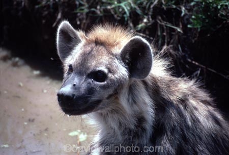 africa;african;animal;animals;mammal;mammals;nature;predator;predators;fur;east-africa;wildlife;wild;zoology;safari;safaris;game-viewing;game-park;game-parks;national-park;national-parks;carnivore;carnivores;omnivore;scavenger;scavengers;spotted-hyena;plain;crocuta-crocuta;erxleben;hyenas;tierwolf;plains;savannah;savanna;savanah;savana;grasslands;rift-valley;masai-mara-national-reserve;masai-mara;maasai-mara;masai;maasai;ugly;puddle;puddles;mud;muddy