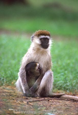 africa;african;animal;animals;east-africa;wildlife;wild;game-park;game-parks;safari;safaris;game-viewing;rift-valley;monkeys;monkey;mother;mothers;baby;babies;sucling;succling;mammal;mamal;cute;Cercopithecus-aethiops;green-monkey;vervet-monkey;nakuru-national-park;kenya;kenyan;nakuru;national-parks;national-park