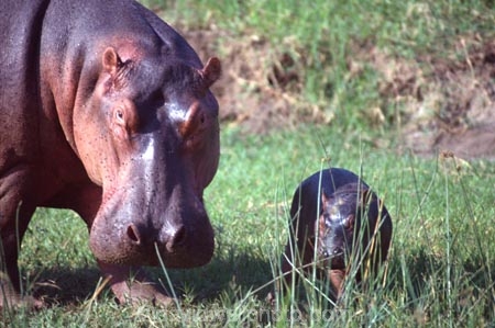 hippo;hippopotamus;hippopotami;hippopotamus-amphibius;hippos;mammal;mammals;wild;wildlife;animal;animals;africa;african;east-africa;danger;dangerous;rift-valley;pachyderm;pachyderms;amphibian;amphibious;ngorongoro-crater;ngorongoro;ngorongoro-consevation-area;tanzania;tanzanian;baby;babies