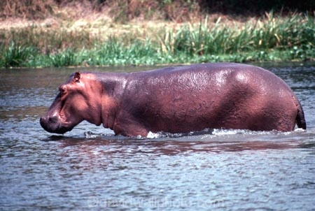 hippo;hippopotamus;hippopotami;hippopotamus-amphibius;hippos;mammal;mammals;wild;wildlife;animal;animals;africa;african;east-africa;danger;dangerous;rift-valley;pachyderm;pachyderms;amphibian;amphibious;queen-elizabeth-national-park;national-park;national-parks;uganda;ugandan;kazinga-channel;kazinga