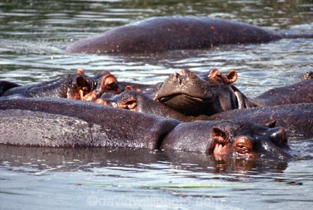 hippo;hippopotamus;hippopotami;hippopotamus-amphibius;hippos;mammal;mammals;wild;wildlife;animal;animals;africa;african;east-africa;danger;dangerous;rift-valley;pachyderm;pachyderms;amphibian;amphibious;ngorongoro-crater;ngorongoro;ngorongoro-consevation-area;tanzania;tanzanian