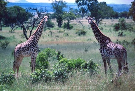 Giraffa-camelopardalis;east-africa;africa;african;animal;animals;giraffe;giraffes;mammal;wild;wildlife;zoology;long-neck;tall;height;plain;plains;savannah;savanna;savanah;savana;grasslands;game-park;game-parks;safari;safaris;game-viewing;national-park;national-parks;Mikumi-National-Park;mikumi;Tanzania;tanzanian;two;pair;mirror-image