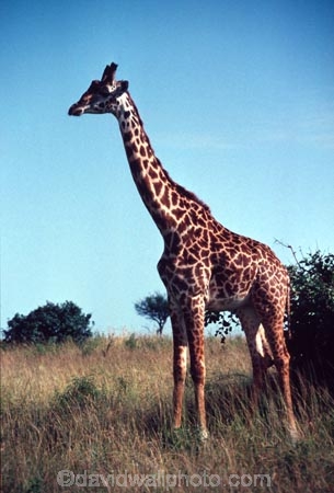 Giraffa-camelopardalis;east-africa;africa;african;animal;animals;giraffe;giraffes;mammal;wild;wildlife;zoology;long-neck;tall;height;plain;plains;savannah;savanna;savanah;savana;grasslands;game-park;game-parks;safari;safaris;game-viewing;national-park;national-parks;masai-mara-national-reserve;masai-mara;maasai-mara;masai;maasai;kenya;kenyan