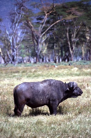 africa;african;animal;animals;east-africa;wildlife;wild;game-park;game-parks;safari;safaris;game-viewing;buffalos;bufalo;water-buffalo;horns;cape-buffalo;Syncerus-caffer;lake-nakuru-national-park;national-park;national-parks;lake-nakuru;kenya;kenyan