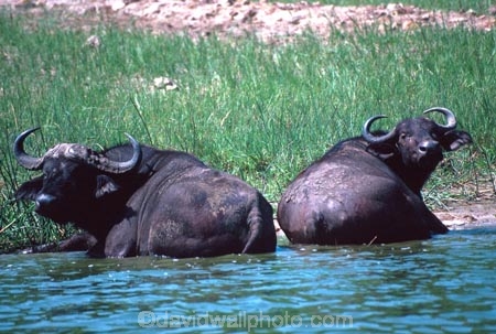 africa;african;animal;animals;east-africa;wildlife;wild;game-park;game-parks;safari;safaris;game-viewing;buffalos;bufalo;water-buffalo;horns;cape-buffalo;Syncerus-caffer;queen-elizabeth-national-park;national-park;national-parks;uganda;ugandan;kazinga-channel;kazinga;pair;two;couple