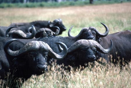 africa;african;animal;animals;east-africa;wildlife;wild;game-park;game-parks;safari;safaris;game-viewing;buffalos;bufalo;water-buffalo;horns;cape-buffalo;Syncerus-caffer;rift-valley;ngorongoro-crater;ngorongoro-conservation-area;tanzania;tanzanian;ngorongoro