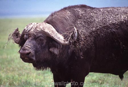 africa;african;animal;animals;east-africa;wildlife;wild;game-park;game-parks;safari;safaris;game-viewing;buffalos;bufalo;water-buffalo;horns;cape-buffalo;Syncerus-caffer;masai-mara-national-reserve;masai-mara;maasai-mara;masai;maasai;kenya;kenyan