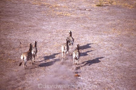 southern-africa;africa;african;animal;animals;mammal;wild;wildlife;zoology;plain;plains;savannah;savanna;savanah;savana;grasslands;game-park;game-parks;game-viewing;safari;safaris;stripes;black-and-white;stripe;striped;zebra;zebras;Equus-burchelli;aerial;aerials;okavango;okavango-delta;botswana;botswanan