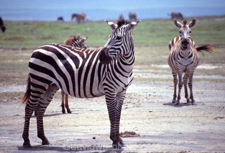 east-africa;africa;african;animal;animals;mammal;wild;wildlife;zoology;plain;plains;savannah;savanna;savanah;savana;grasslands;game-park;game-parks;game-viewing;safari;safaris;stripes;black-and-white;stripe;striped;zebra;zebras;Equus-burchelli;rift-valley;ngorongoro-crater;ngorongoro-conservation-area;tanzania;tanzanian;ngorongoro