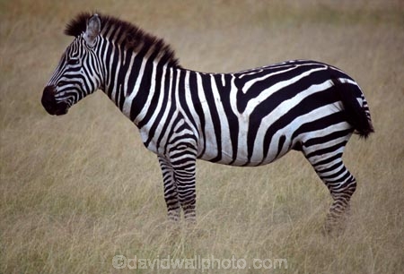 east-africa;africa;african;animal;animals;mammal;wild;wildlife;zoology;plain;plains;savannah;savanna;savanah;savana;grasslands;game-park;game-parks;game-viewing;safari;safaris;stripes;black-and-white;stripe;striped;zebra;zebras;Equus-burchelli;masai-mara-national-reserve;masai-mara;maasai-mara;masai;maasai;kenya;kenyan