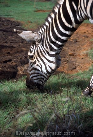 east-africa;africa;african;animal;animals;mammal;wild;wildlife;zoology;plain;plains;savannah;savanna;savanah;savana;grasslands;game-park;game-parks;game-viewing;safari;safaris;stripes;black-and-white;stripe;striped;zebra;zebras;Equus-burchelli;nairobi-national-park;nairobi;kenya;kenyan;young;baby;babies;orphan;orphans