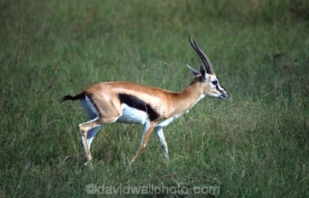africa;african;antelope;antelopes;animal;animals;wild;wildlife;game-park;game-parks;safari;safaris;game-viewing;grass;grassland;grasslands;mammal;mammals;nature;savanna;savannah;savana;savanah;herd;herds;rift-valley;thompsons-gazelle;thompsons-gazelle;Gazella-thompsoni;herbovore;herbovores;masai-mara-national-reserve;masai-mara;maasai-mara;masai;maasai;kenya;kenyan;east-africa