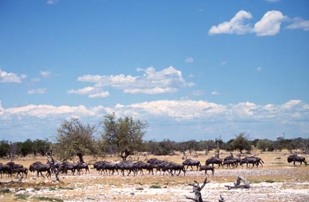 africa;african;antelope;antelopes;animal;animals;wild;wildlife;game-park;game-parks;safari;safaris;game-viewing;grass;grassland;grasslands;mammal;mammals;nature;savanna;savannah;savana;savanah;herd;herds;rift-valley;herbovore;herbovores;wildebeest;wildebeests;gnu;gnus;brindled-gnu;brindled-gnus;Connochaetes-taurinus;Connochaetes-taurinus-taurinus;etosha-national-park;etosha;national-park;national-parks;namibia;namibian;southern-africa;south-west-africa;etosha-pan;salt-pan;salt-pans