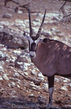 Animal;Animals;Antelope;Antelopes;Daytime;Gemsbok;gemsboks;Horn;Horns;Mammal;Mammals;Nature;One;One-animal;Oryx;Oryx-gazella;Outdoor;Outdoors;Outside;Wild;Wildlife;single;wilderness;oryxs;oryxes;etosha-national-park;etosha;national-park;national-parks;namibia;namibian;africa;african;herbivore;herbivores