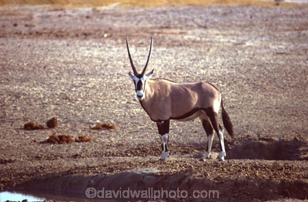 Animal;Animals;Antelope;Antelopes;Daytime;Gemsbok;gemsboks;Horn;Horns;Mammal;Mammals;Nature;One;One-animal;Oryx;Oryx-gazella;Outdoor;Outdoors;Outside;Wild;Wildlife;single;wilderness;oryxs;oryxes;etosha-national-park;etosha;national-park;national-parks;namibia;namibian;africa;african;herbivore;herbivores;water-hole;water-holes