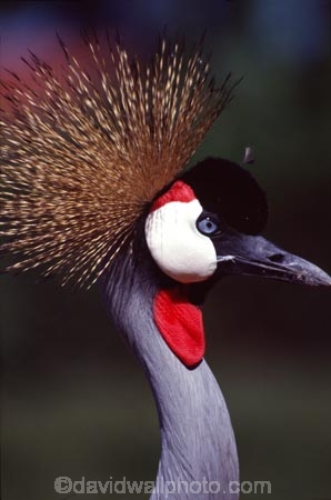bird;birds;africa;african;animal;animals;Balearica-regulorum;feather;feathers;east-africa;nature;wild;wildlife;cranes;safari;safaris;game-viewing;national-symbol-of-uganda;crowned-crane;crowned-cranes;uganda;ugandan;crown;head;face;portrait;portraits