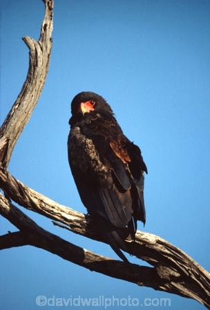 bird;birds;africa;african;animal;animals;feather;feathers;nature;wild;wildlife;safari;safaris;game-viewing;bird-spotting;Terathopius-ecaudatus;Bateleur-Eagle;Bateleur-Eagles;eagle;eagles;bateleur;bateleurs;Chobe-National-Park;chobe;national-park;national-parks;Botswana;botswanan