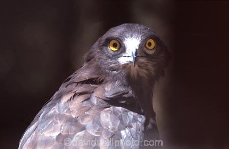 bird;birds;africa;african;animal;animals;feather;feathers;nature;wild;wildlife;safari;safaris;game-viewing;bird-spotting;Circaetus-gallicus;Snake-Eagle;snake-eagles;eagle;eagles;Zimbabwe;zimbabwean;eye;eyes