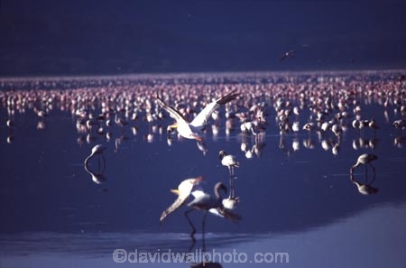 bird;birds;africa;african;animal;animals;feather;feathers;nature;wild;wildlife;safari;safaris;game-viewing;bird-spotting;lake-nakuru-national-park;lake-nakuru;national-park;national-parks;White-Pelicans;white-pelican;Pelecanus-rufescens;Flamingoes;flamingo;Phoenicopterus-ruber;Phoenicopterus-minor;greater-flamingo;greater-flamingoes;lesser-flamingo;lesser-flamingoes;lake;lakes;reflection;reflections;kenya;kenyan;east-africa