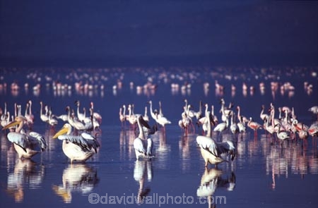 bird;birds;africa;african;animal;animals;feather;feathers;nature;wild;wildlife;safari;safaris;game-viewing;bird-spotting;lake-nakuru-national-park;lake-nakuru;national-park;national-parks;White-Pelicans;white-pelican;Pelecanus-rufescens;Flamingoes;flamingo;Phoenicopterus-ruber;Phoenicopterus-minor;greater-flamingo;greater-flamingoes;lesser-flamingo;lesser-flamingoes;lake;lakes;reflection;reflections;kenya;kenyan;east-africa